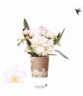 Phalaenopsis