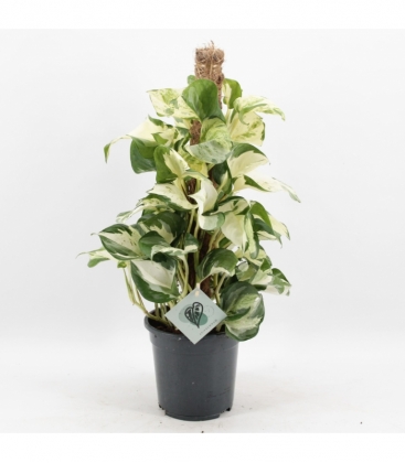 Epipremnum