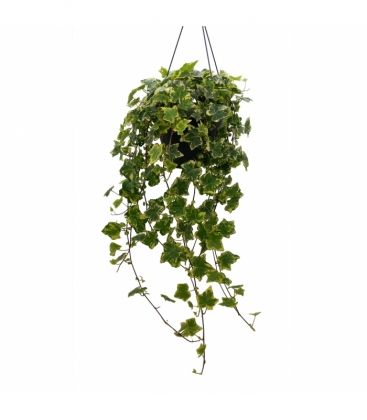 Hedera