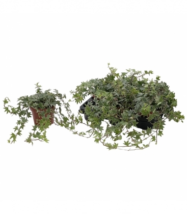 Hedera