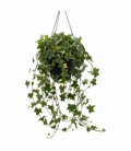 Hedera