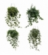 Hedera