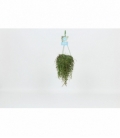 Peperomia