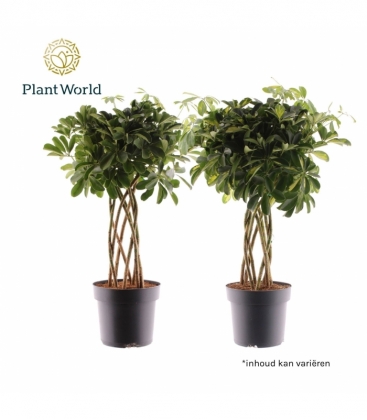 Schefflera