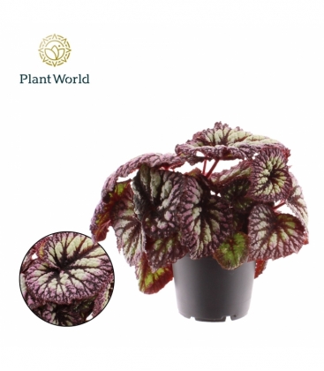 Begonia