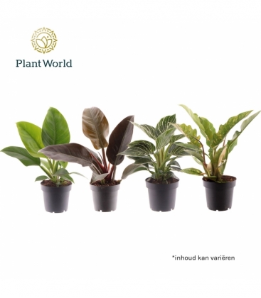 Philodendron