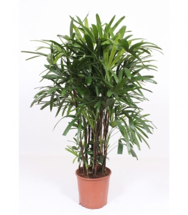 Rhapis