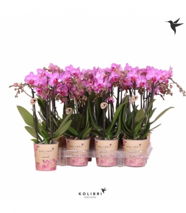 Phalaenopsis