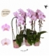 Phalaenopsis