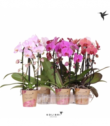 Phalaenopsis