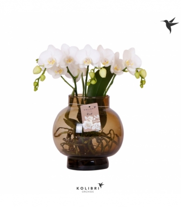 Phalaenopsis