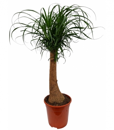 Beaucarnea