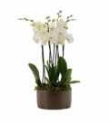 Phalaenopsis