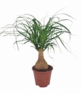 Beaucarnea