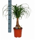 Beaucarnea