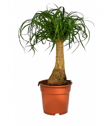 Beaucarnea