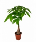 Pachira
