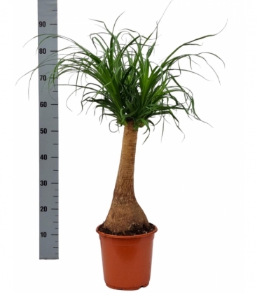 Beaucarnea