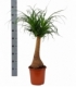 Beaucarnea