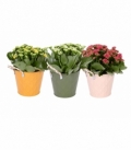 Kalanchoe