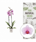 Phalaenopsis