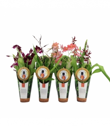 Orchids