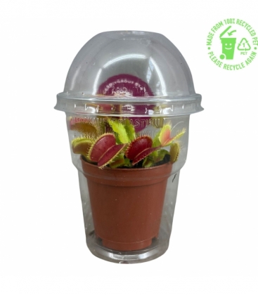 Dionaea