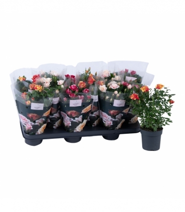 Rosa