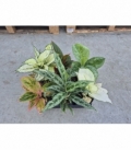 Aglaonema