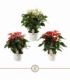 Anthurium