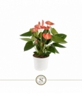 Anthurium