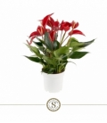 Anthurium
