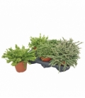 Rhipsalis