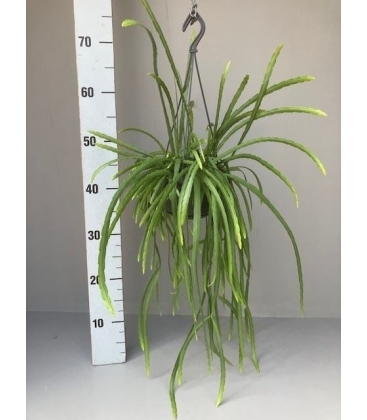 Rhipsalis