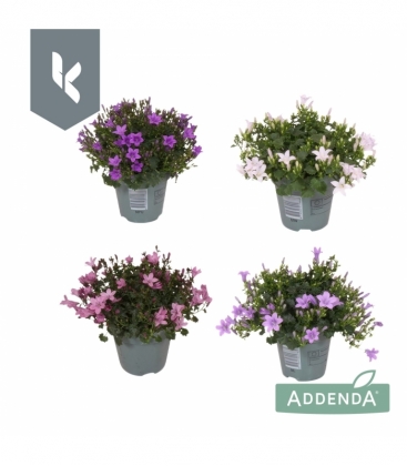 Campanula