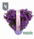 Campanula