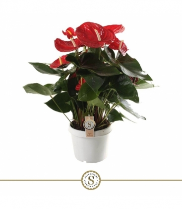 Anthurium