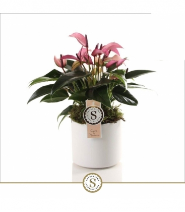 Anthurium