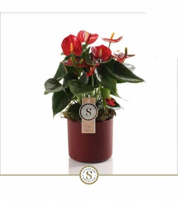 Anthurium