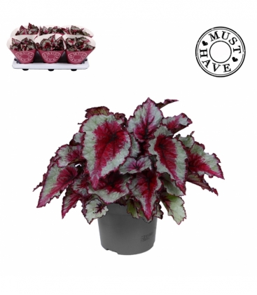 Begonia