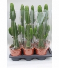 Euphorbia