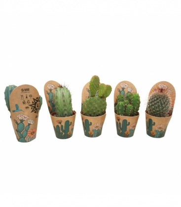 Cactus