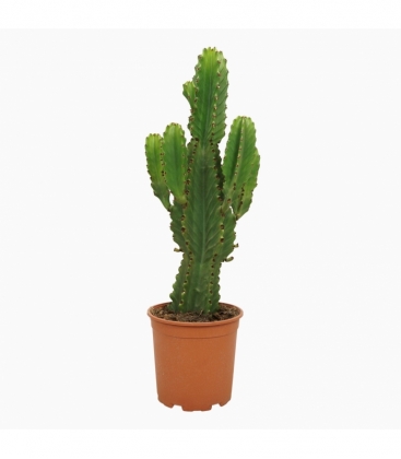Euphorbia