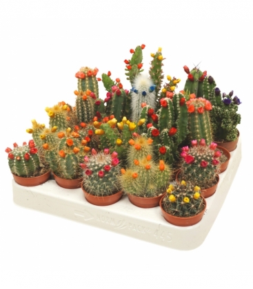 Cactus
