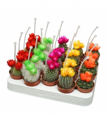 Cactus