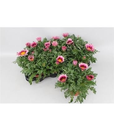 Gazania