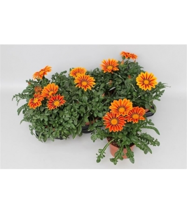 Gazania