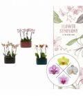 Phalaenopsis