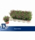 Dianthus