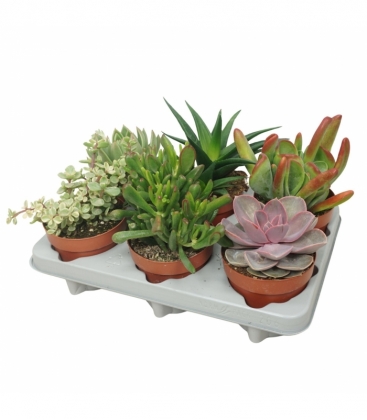 succulents